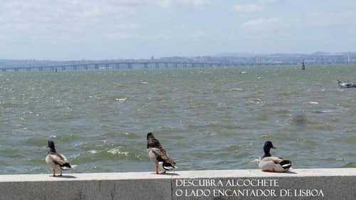 Al Foz