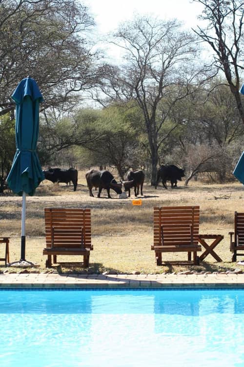 Mziki Safari Lodge