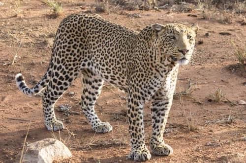 Sefapane Lodge Safaris