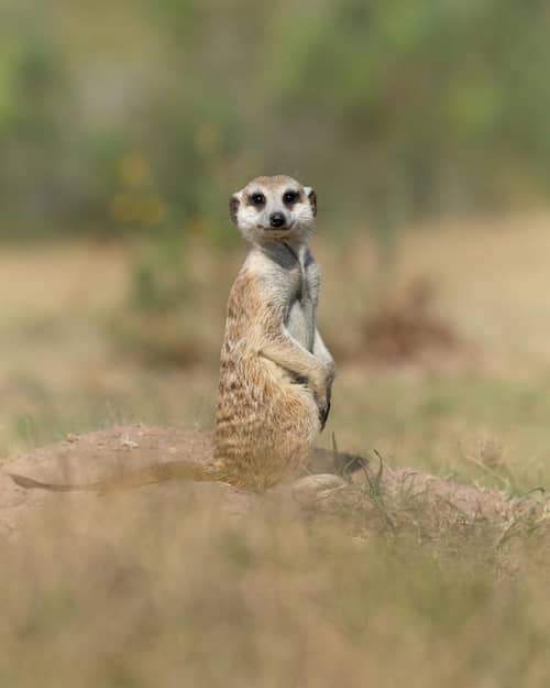 Botlierskop Private Game Reserve
