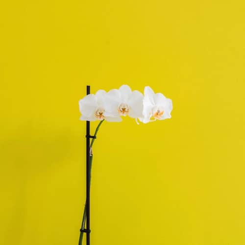 Iasonos Suites Athens