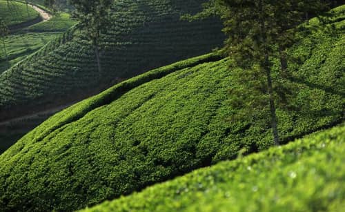Ceylon Tea Trails All Inclusive