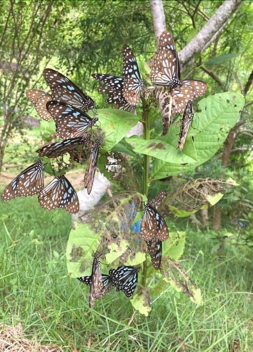 Juhu Farmstay
