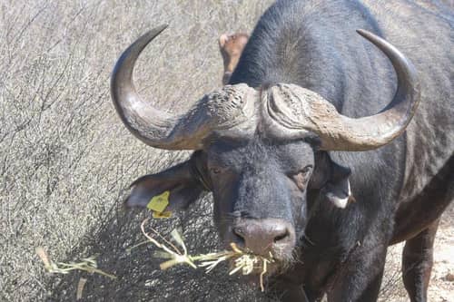 L'ermitage Quagga Lodge