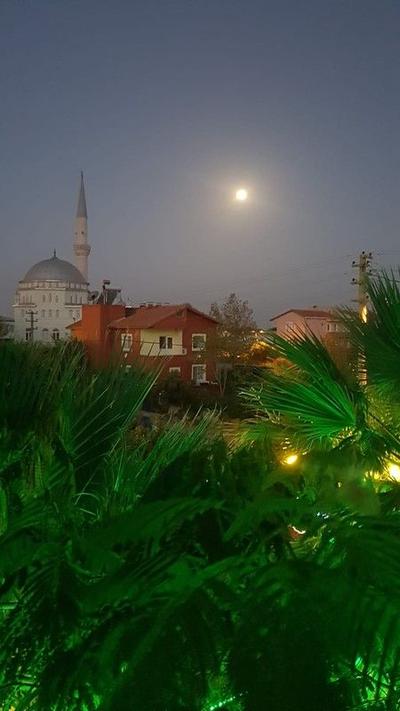 Geyikli Gelincik