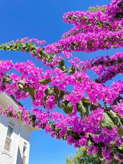 İkigai Hotel Villa Rıfat