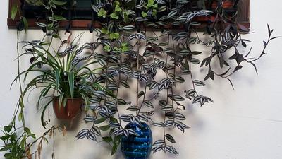 Villa Sphendone Suites