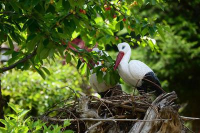 Abant Yeşil Ev Masal Evleri