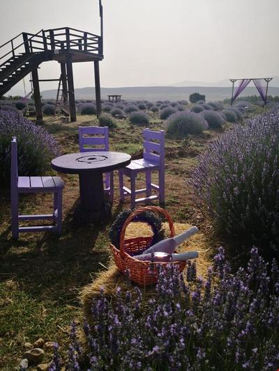 Panoramık Lavanta Çadırı