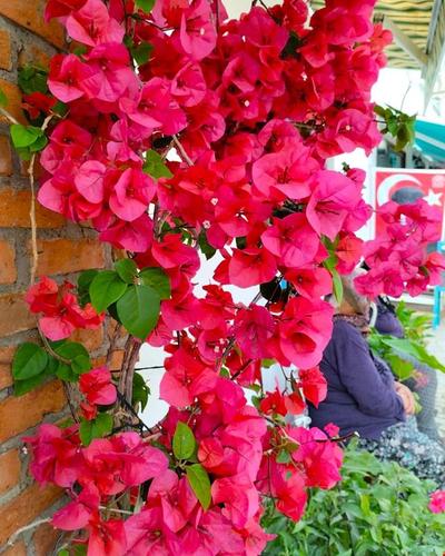 Nehir Pansiyon Sığacık