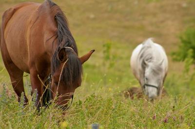 Daday Baris At Çiftligi