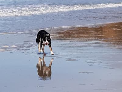 Mansefield Guest House