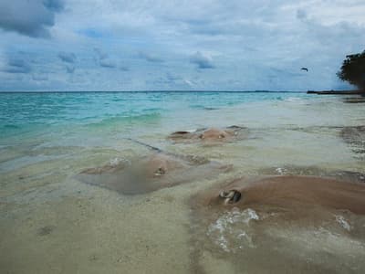 Taj Coral Reef Resort & Spa