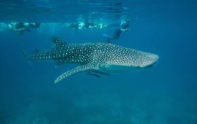 Lily Beach Resort & Spa