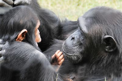 Sweetwaters Serena Camp