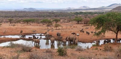 Kilaguni Serena Safari Lodge