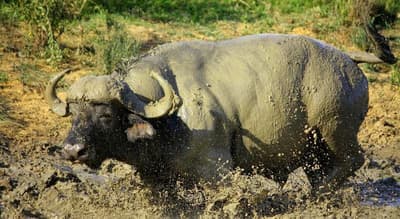 Pumba Private Game Reserve