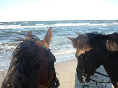 Reit & Freizeithotel Friesenhof