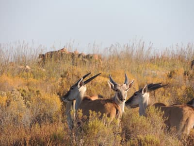 Kagga Kamma Nature  Reserve