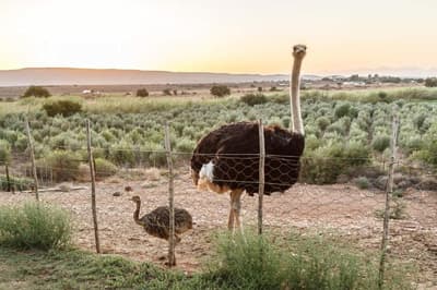 De Denne Country Guest House