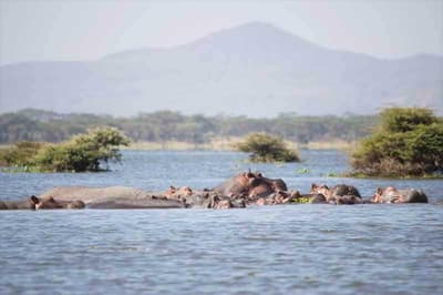 Lake Naivasha Resort
