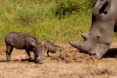 Fathala Wildlife Reserve