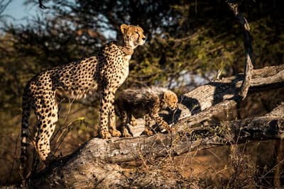Marataba Safari Lodge