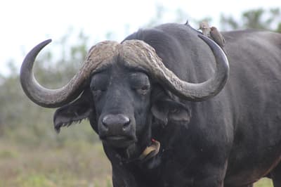 Hlosi Game Lodge