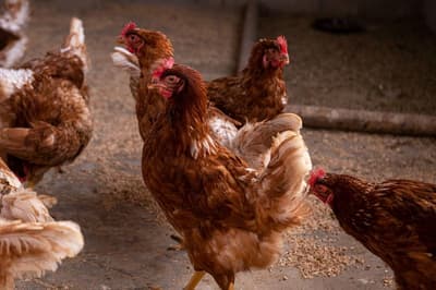 Agroturismo Son Juaneda