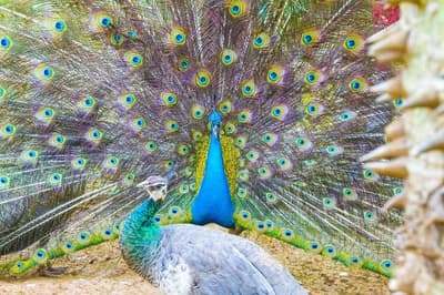 Sheraton Grand Xishuangbanna Hotel