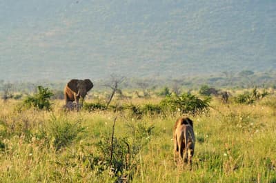 Motswiri Private Safari Lodge