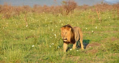 Motswiri Private Safari Lodge