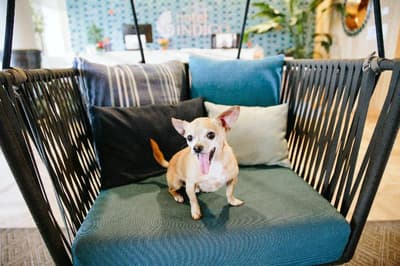 Hotel Indigo Orange Beach - Gulf Shores