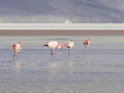 ibis Calama