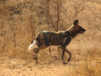 Chisomo Safari Lodge