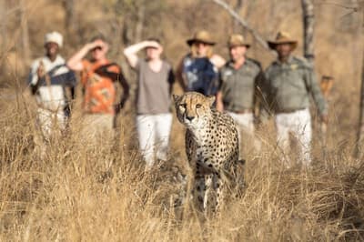 Chisomo Safari Lodge