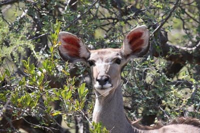 Tshukudu Game Lodge
