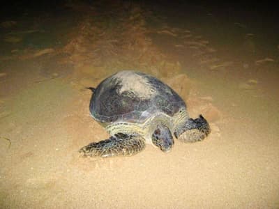 Ananthaya Beach Resort