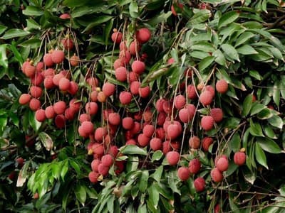 IU Hotelsa Guangzhou Zengcheng Gualv Road Wanda PL