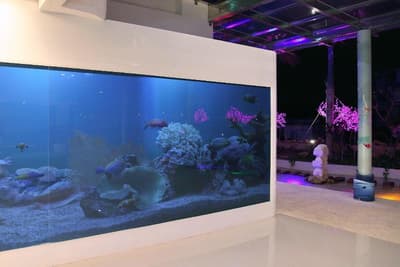 Clownfish Resort
