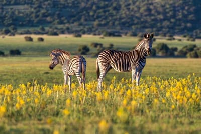 Shamwari Riverdene