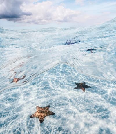 Dolphin Cove - Adults only
