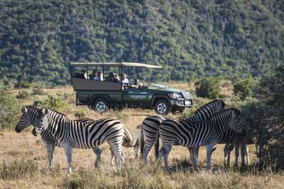Shamwari Eagles Crag