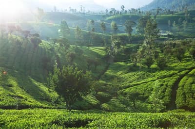 Ceylon Tea Trails All Inclusive