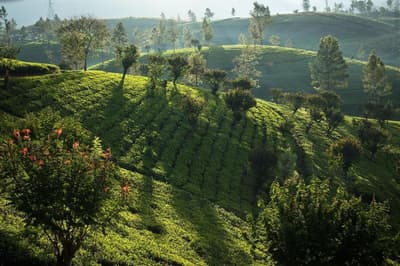 Ceylon Tea Trails All Inclusive