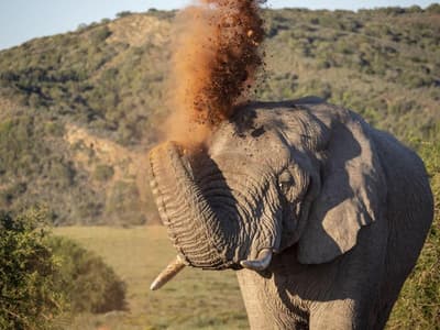 HillsNek Safari Camp-Amakhala Game Reserve