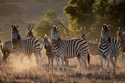 HillsNek Safari Camp-Amakhala Game Reserve