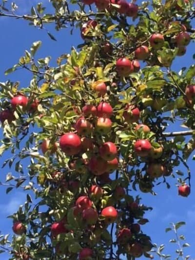 Landhotel Almrefugio