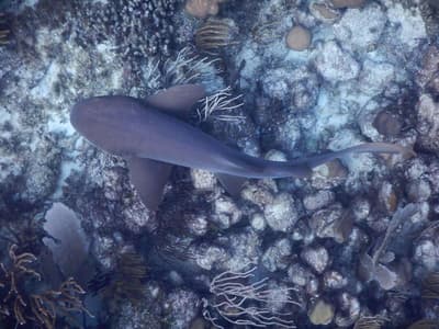 The Vieques Guesthouse