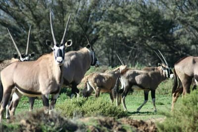 Inverdoorn Private Game Reserve